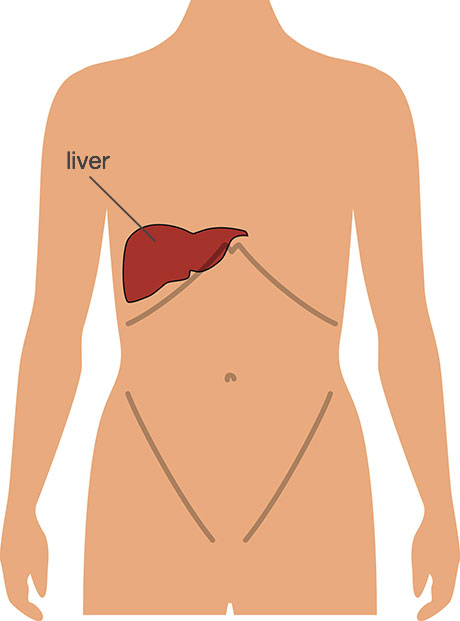 Diagram showing the position of the liver