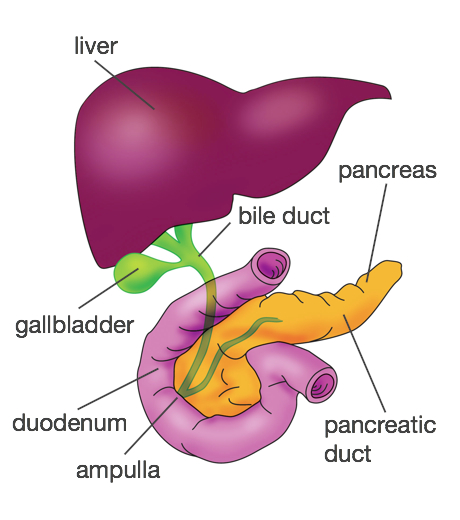 Diagram showing the position of the gallbladder